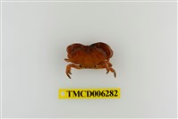 藏品(平額石扇蟹)的圖片